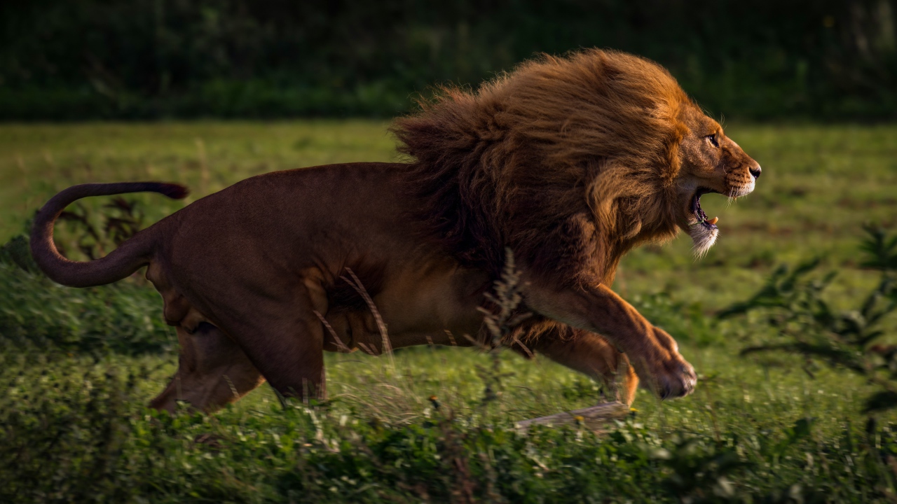Большой лев бежит по зеленой траве