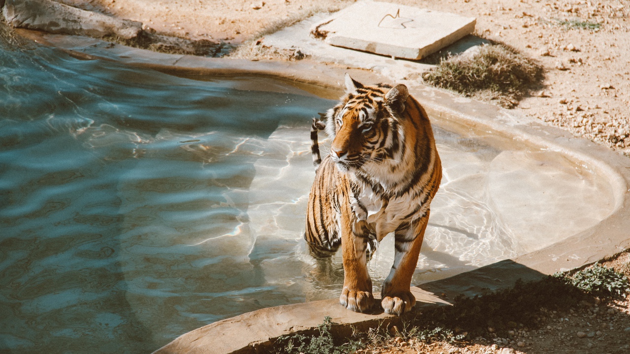 Большой мокрый тигр вылезает из бассейна
