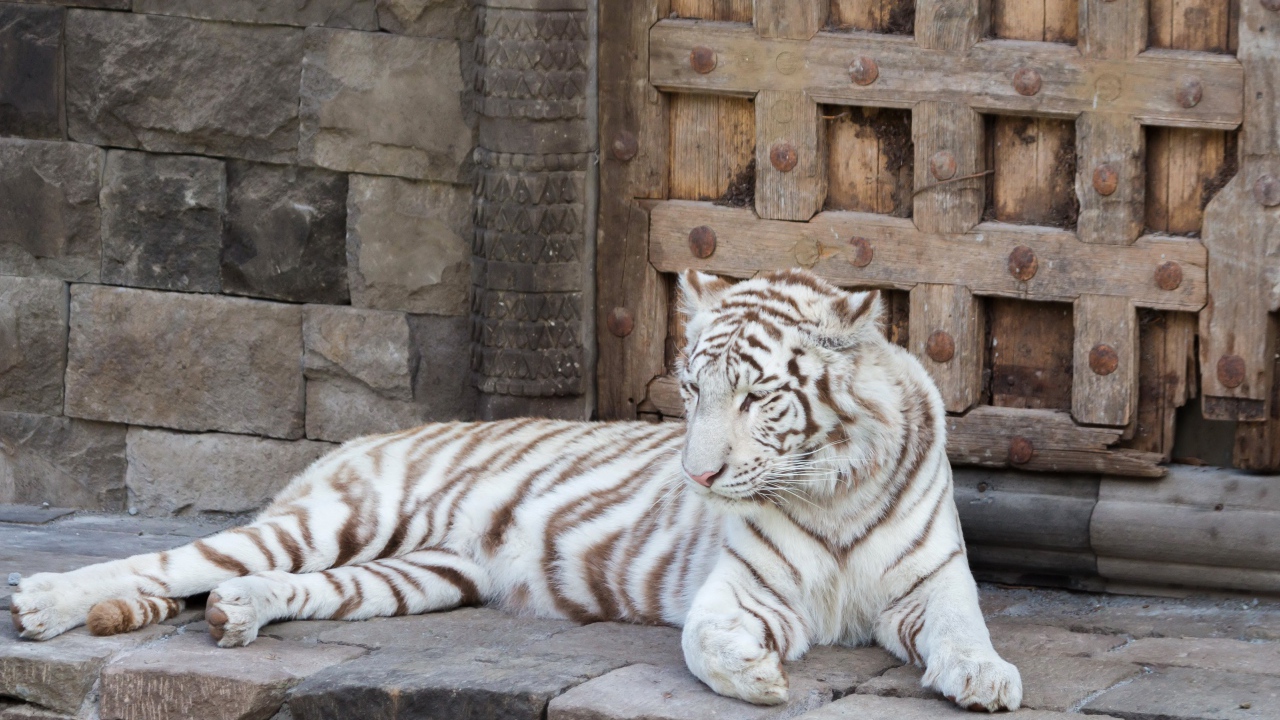 Большой белый тигр лежит в зоопарке