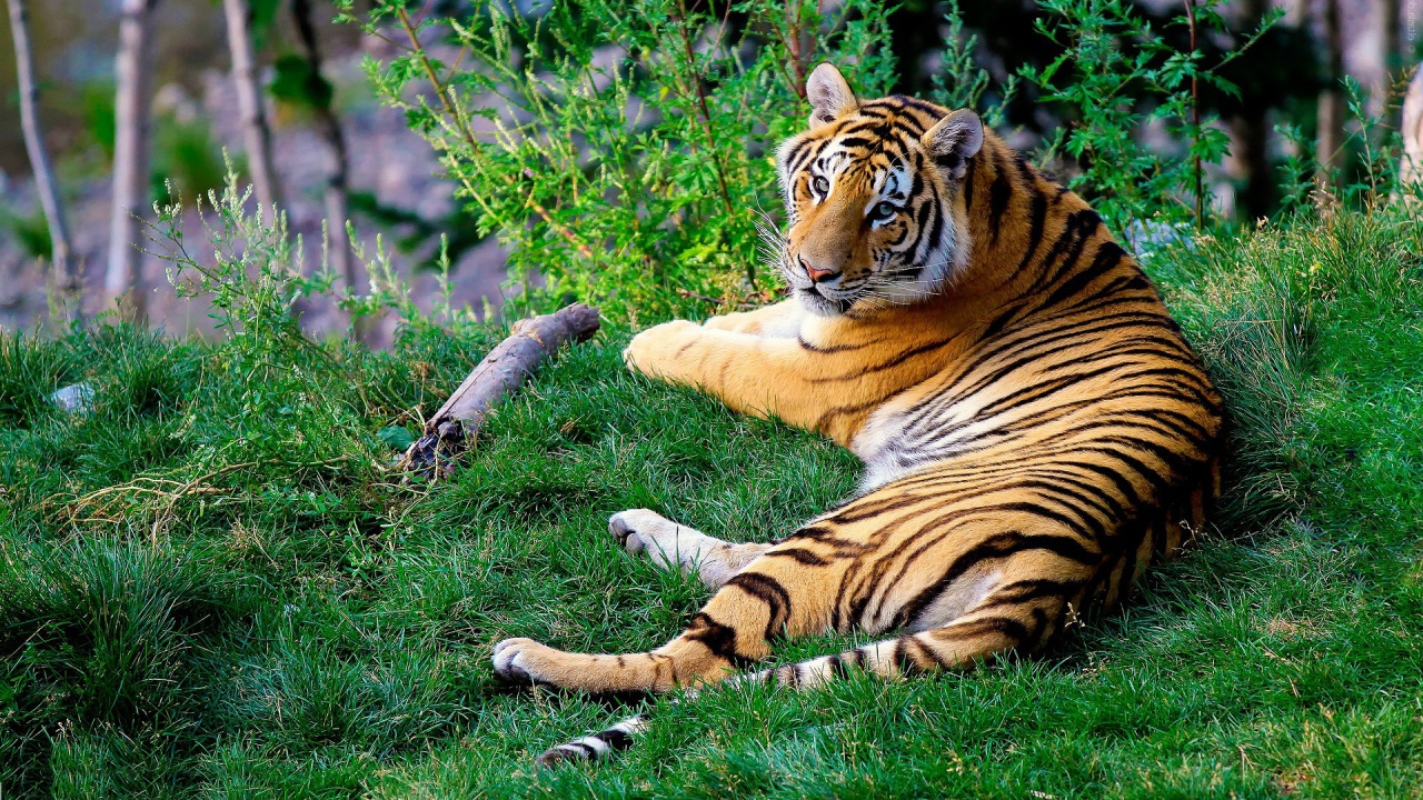 Тигр, протянувшийся на зеленой траве, поднимает голову, чтобы посмотреть на камеру