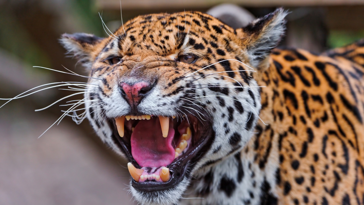 Агрессивный большой пятнистый леопард