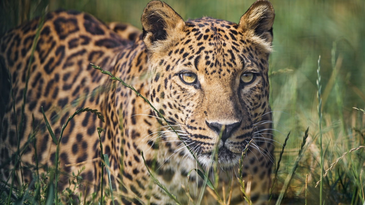 Красивый леопард в зеленой траве