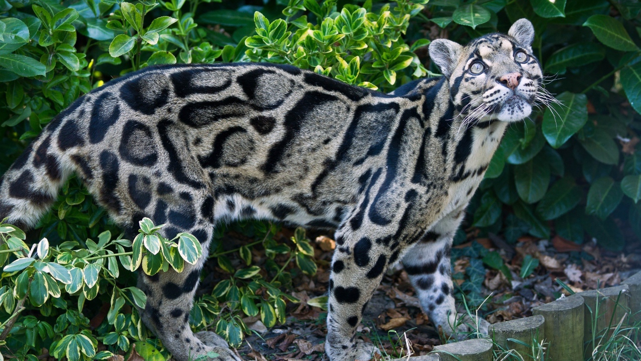 Красивый пятнистый дымчатый леопард