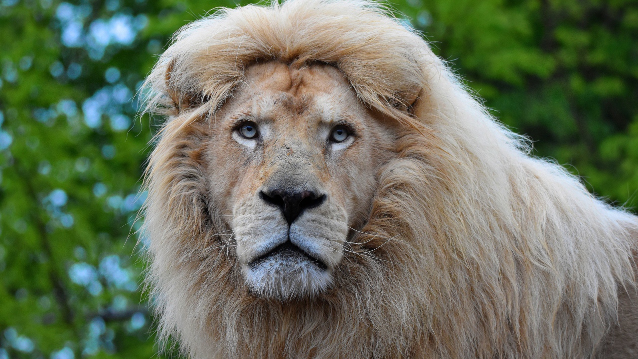 Большой голубоглазый лев морда крупным планом