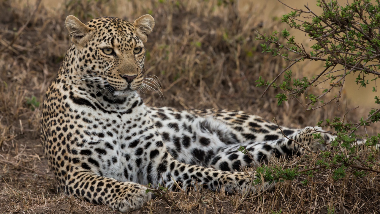 Большой грациозный леопард лежит на траве