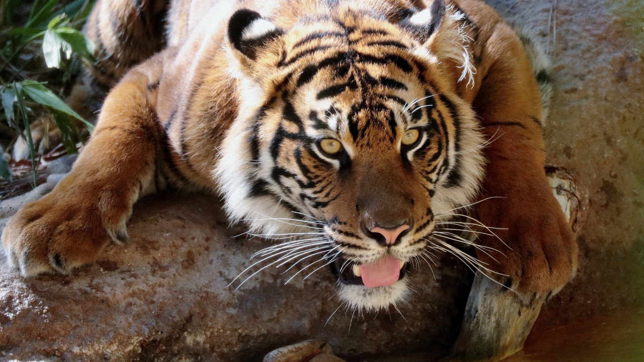 Большой тигр у водопоя