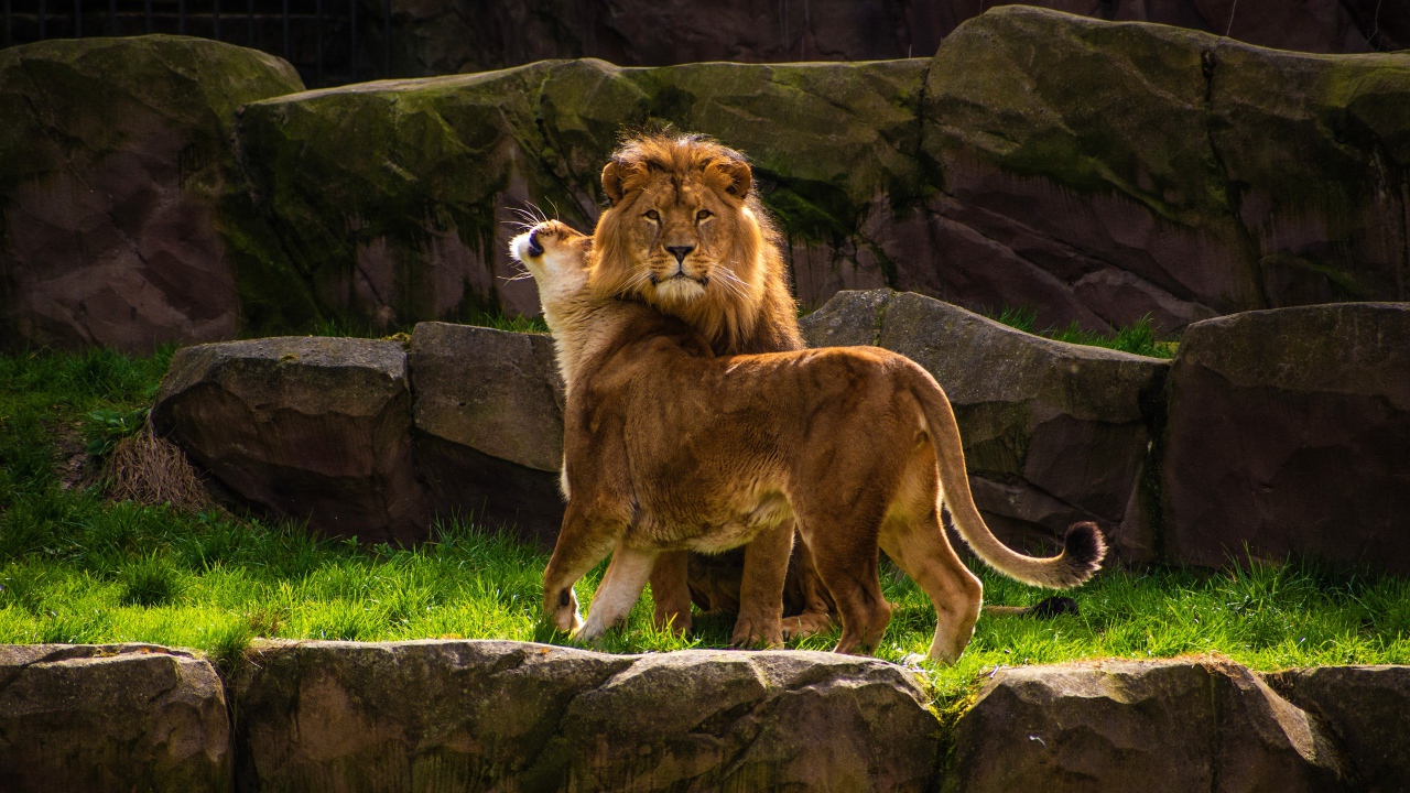 Грациозные лев и львица в зоопарке