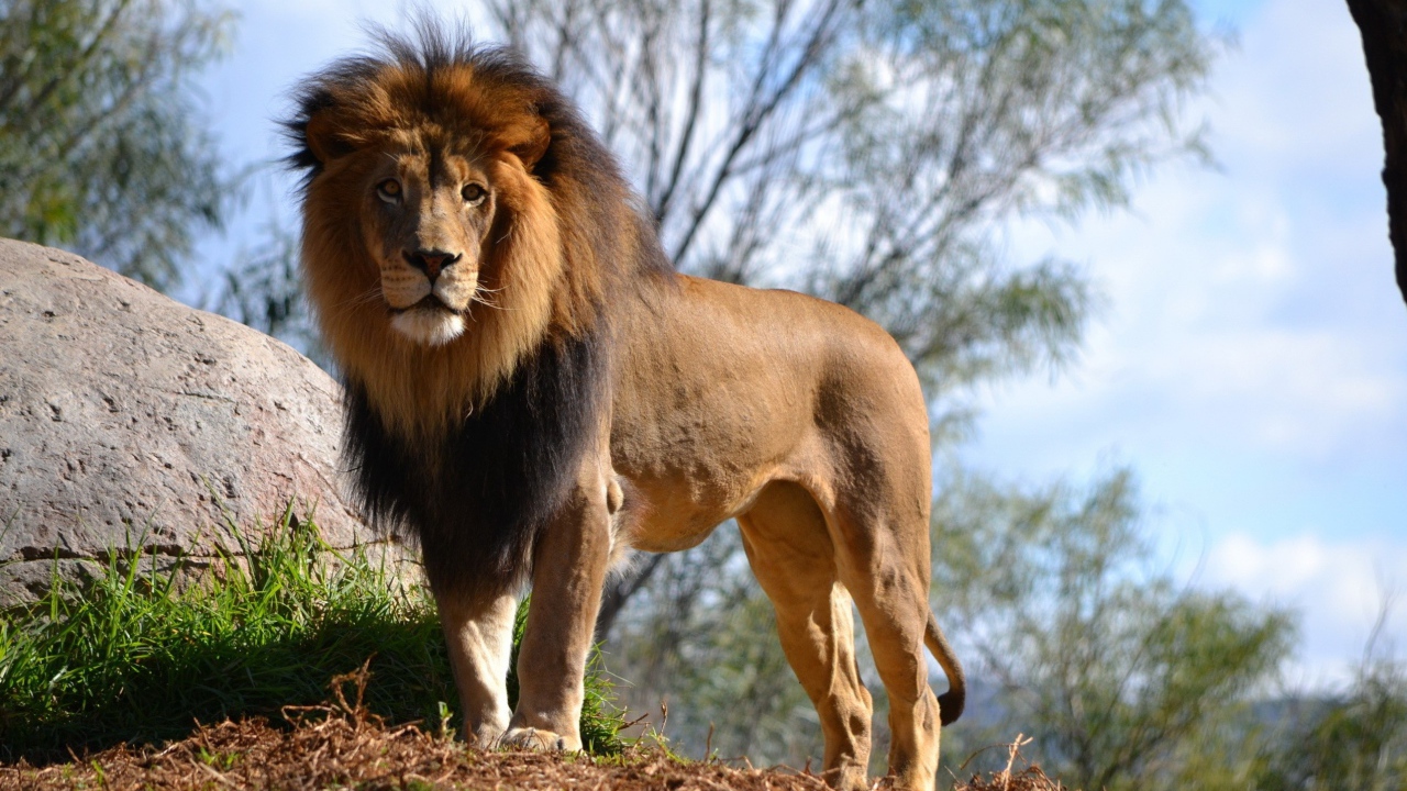 Большой грациозный лев у камня