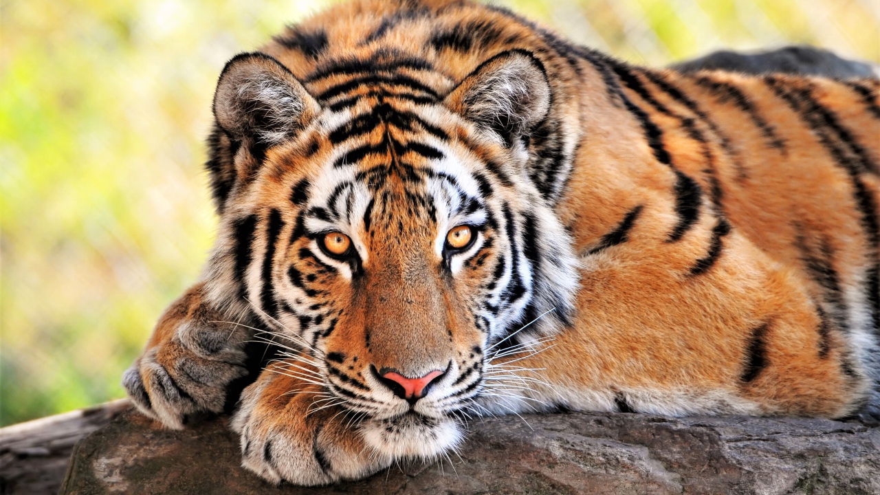 Большой величественный тигр крупным планом