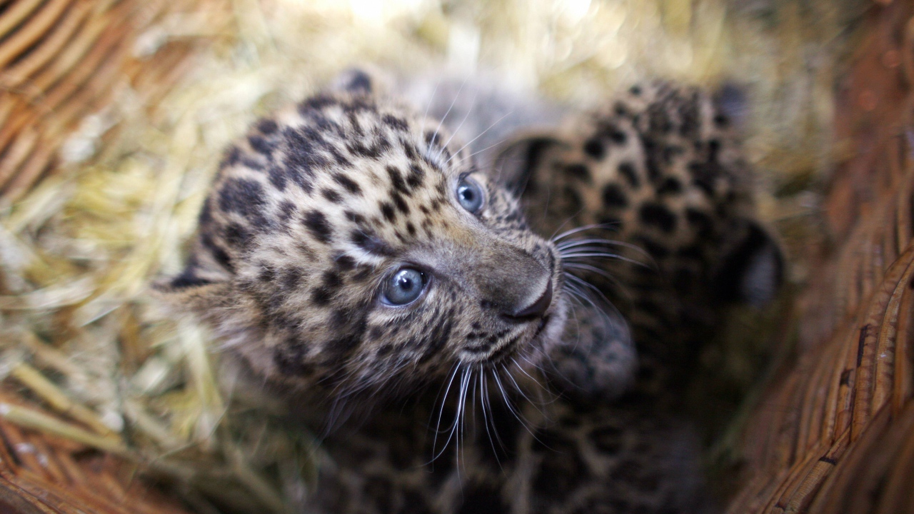 Маленький испуганный детеныш леопарда в корзине