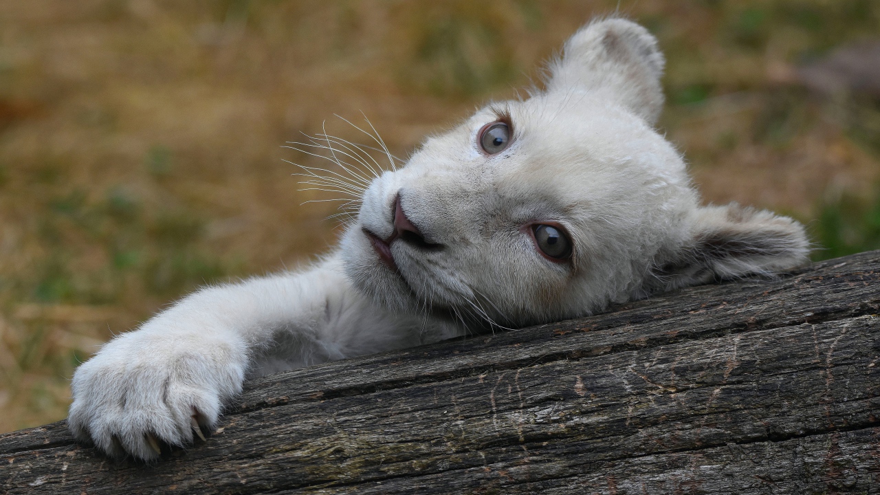 Маленький белый львенок лежит на дереве 