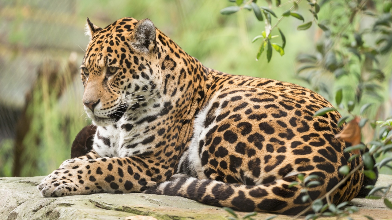 Большой пятнистый ягуар лежит на камне