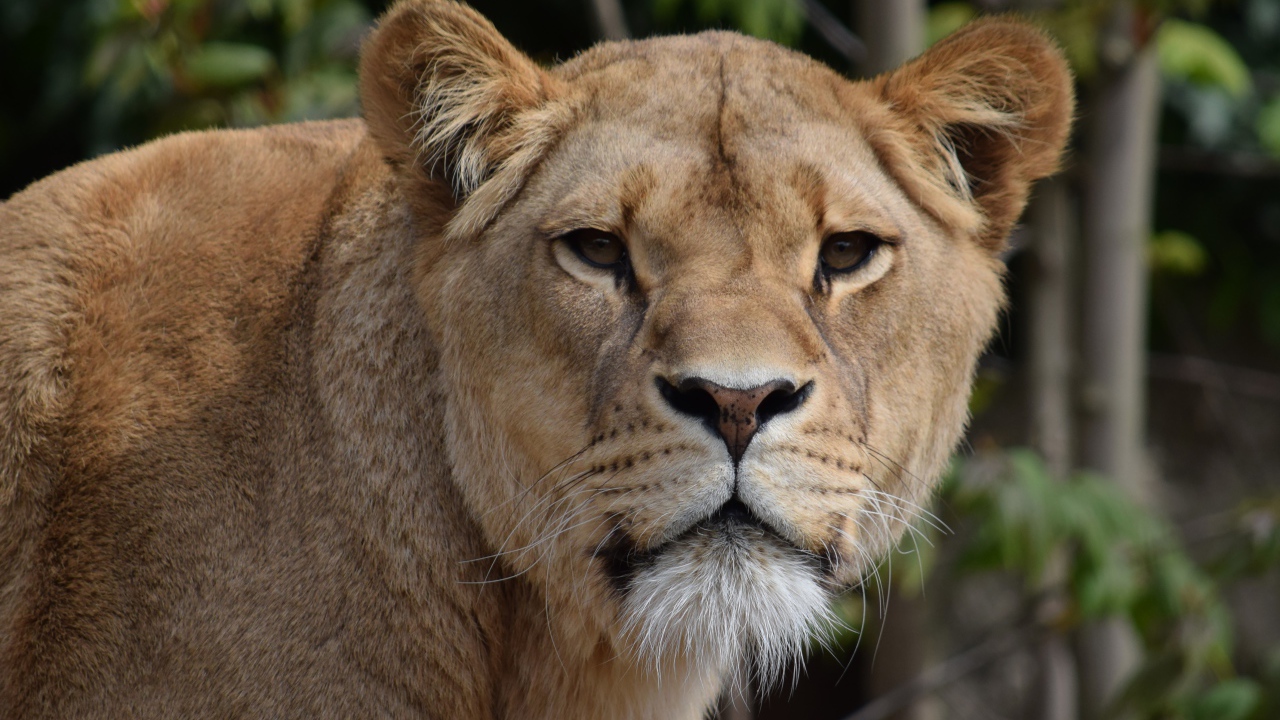 Взгляд большой грозной львицы