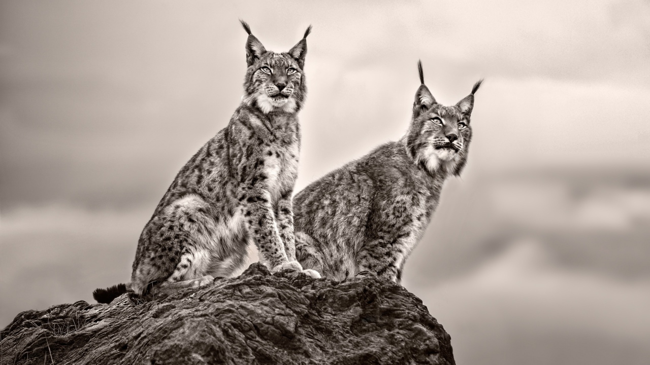 Две рыси сидят на камне