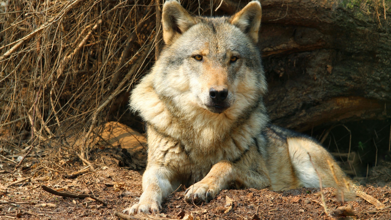 Серьезный серый волк лежит под сухим деревом