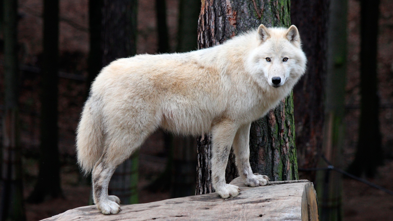 Белый волк стоит на сухом дереве