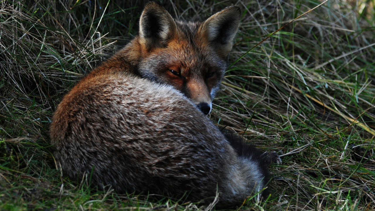 Большая лиса спит в траве