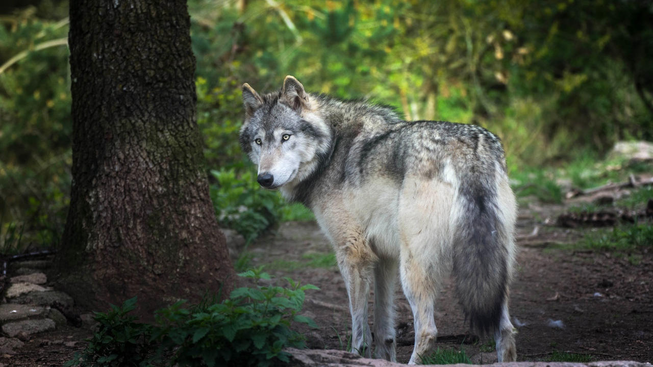 Большой серый волк стоит у дерева в лесу