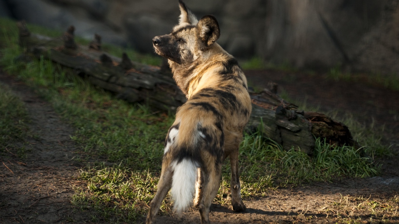 Гиена у сухого дерева 