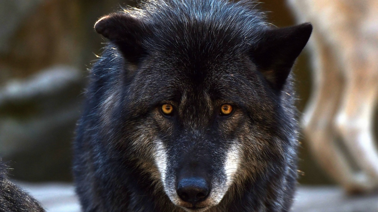 Большой черный волк с желтыми глазами 