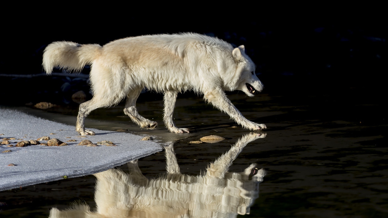 Large white wolf is reflected in water