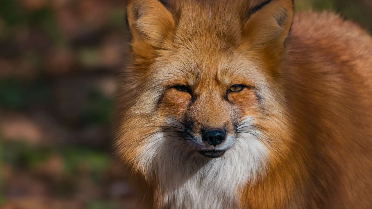 Muzzle of a cunning red fox closeup