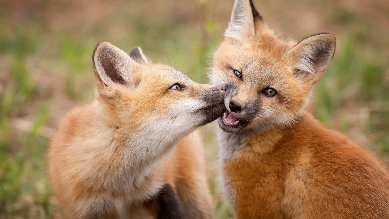 Две маленькие рыжие лисицы