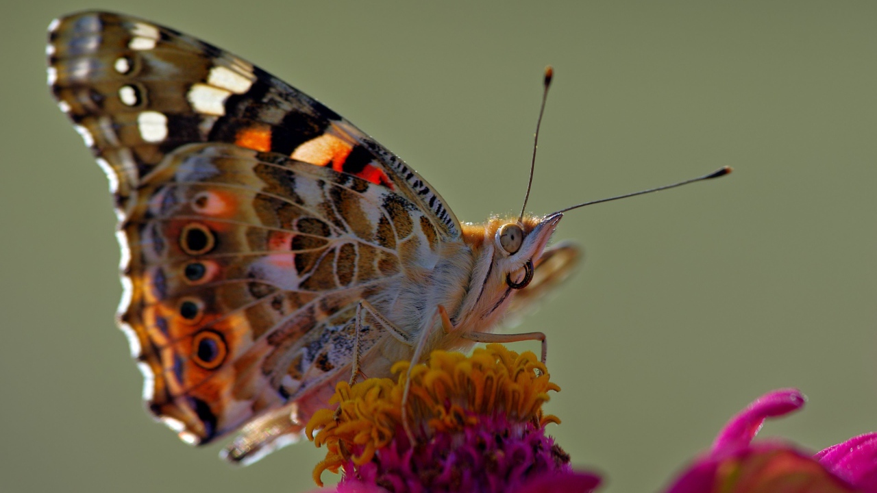 Бабочка сидит на розовом цветке, макросъемка