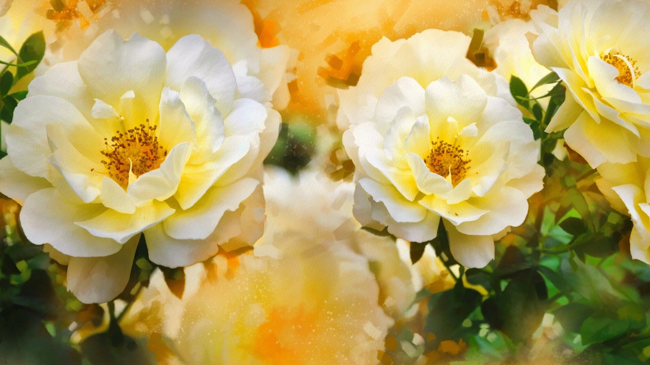 Красивые нарисованные распустившиеся белые розы