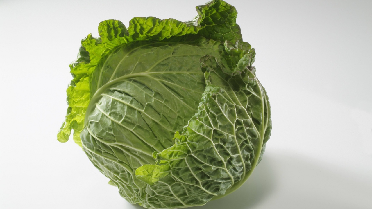 Зеленый кочан капусты на сером фоне 