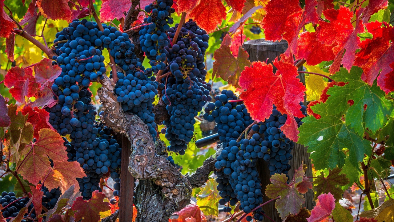 Красивые грозди синего винограда среди красных листьев