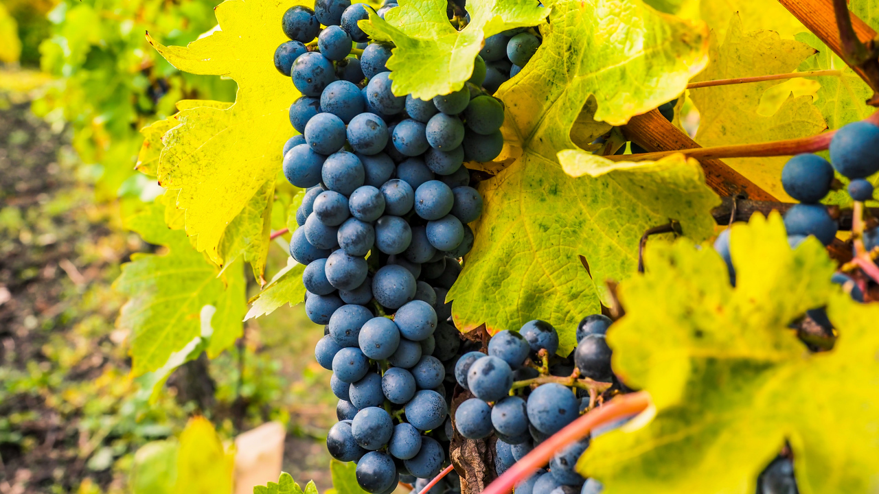 Гроздья синего винограда крупным планом