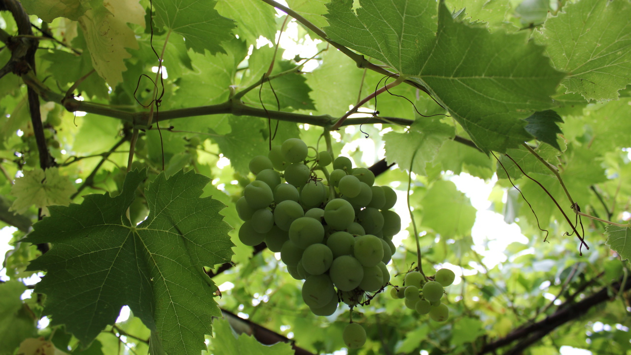 Зеленый виноград на лозе среди листьев