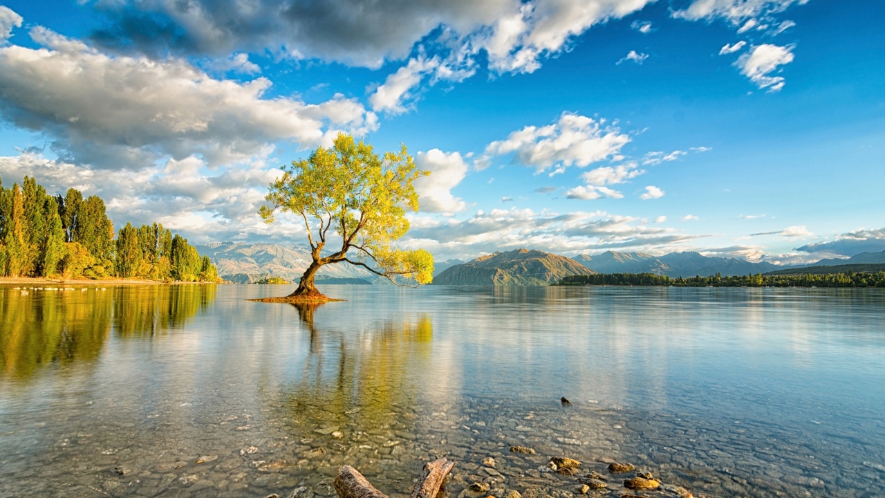 Дерево посреди озера под красивым небом с белыми облаками