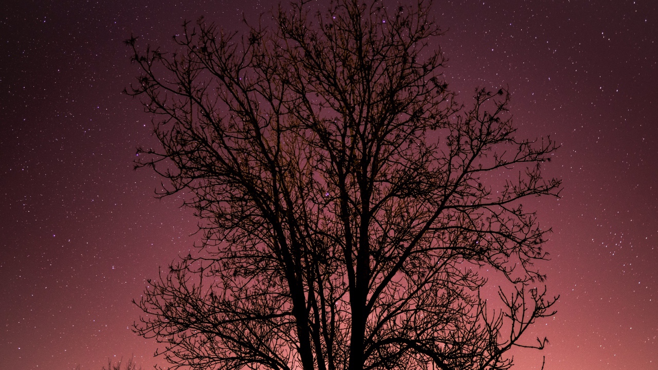 Дерево без листьев на фоне звездного неба 