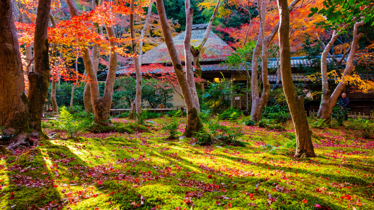 Осень в парке, Киото. Япония