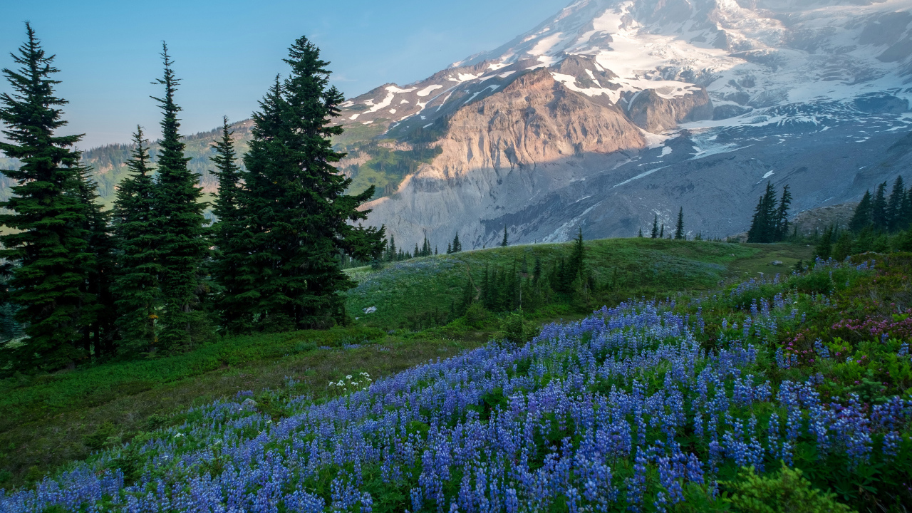 Голубые цветы люпина в лесу на фоне гор