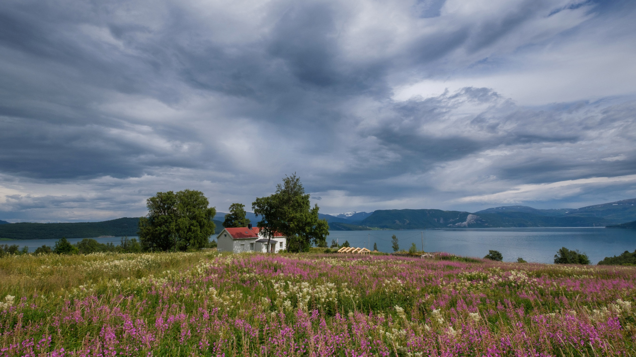 Пасмурное небо над озером и полем с красивыми цветами 