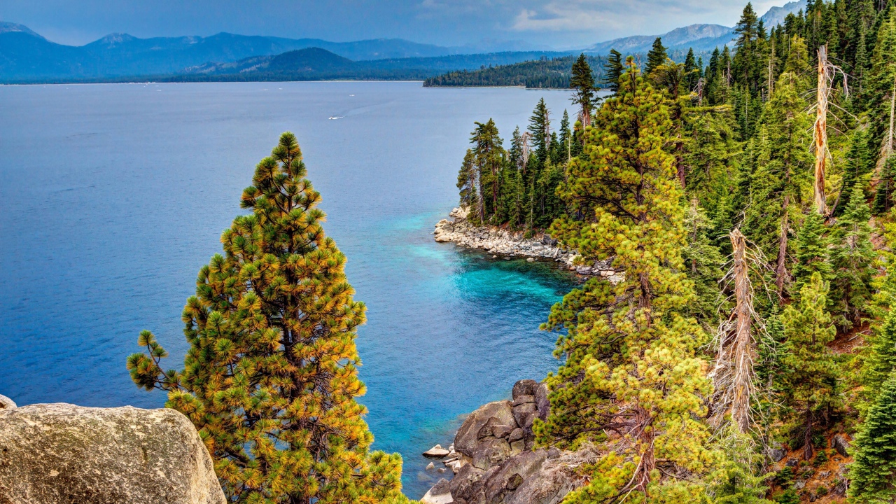 Высокие зеленые сосны на берегу озера