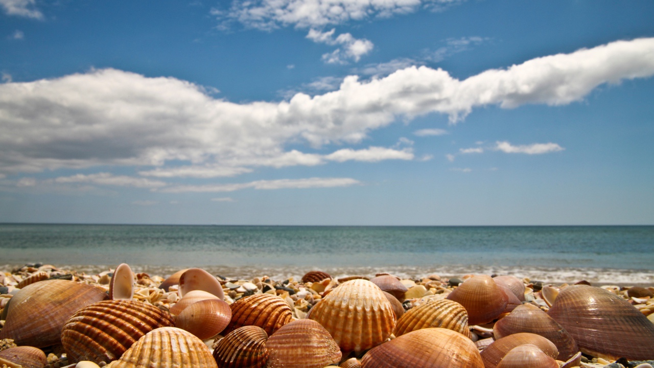 Large seashells on the seashore under a blue sky with white clouds