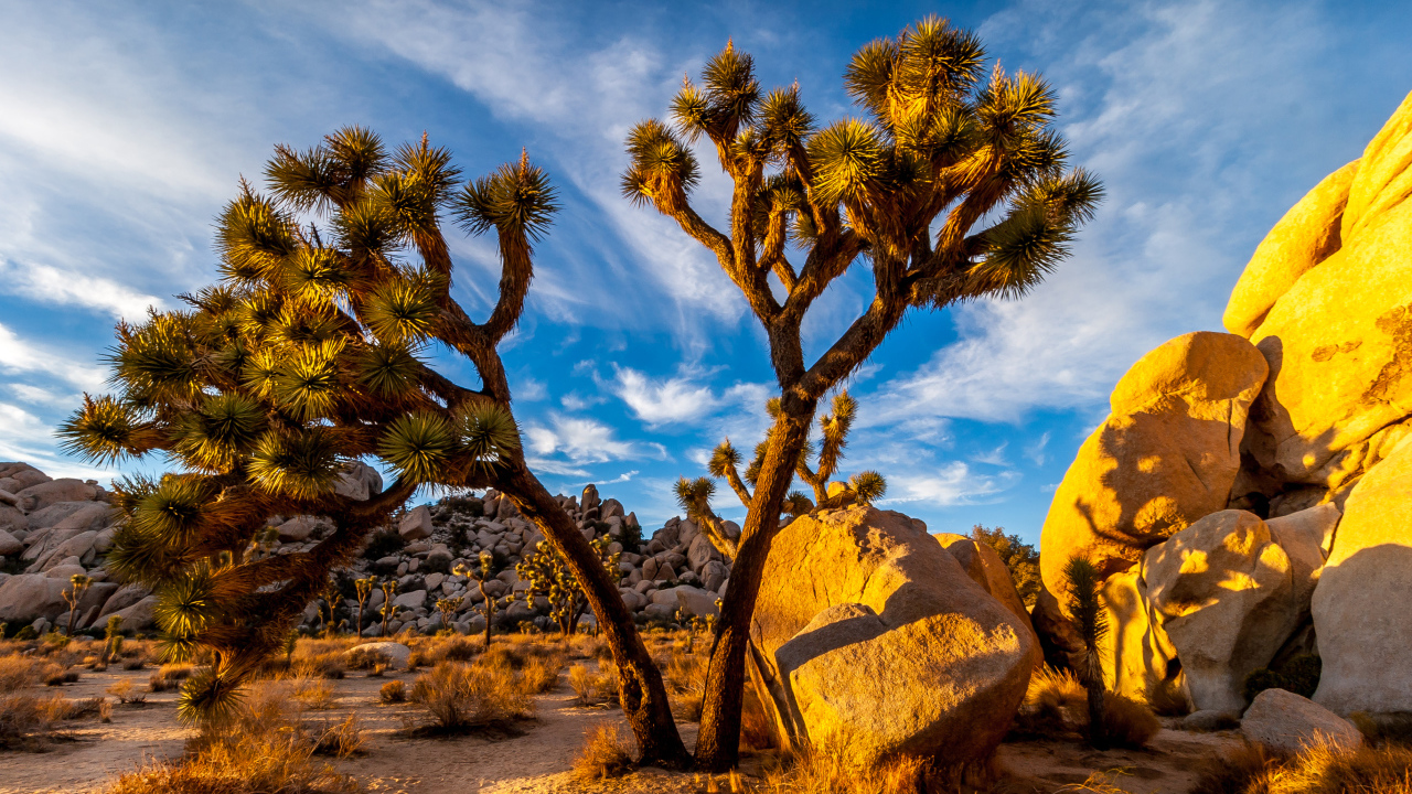 Большие тропические кактусы под голубым небом, США