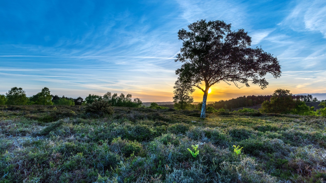 Одинокая береза под красивым голубым небом в поле