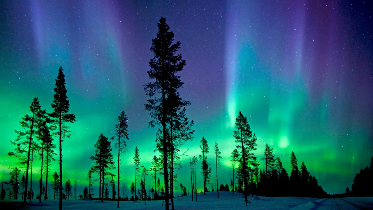 Northern lights above the snow-covered pine forest