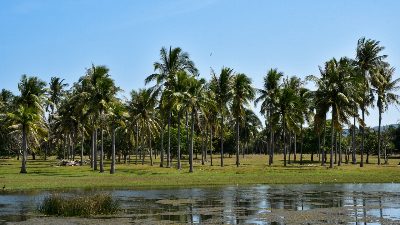 Пальмы на берегу у воды, Таиланд