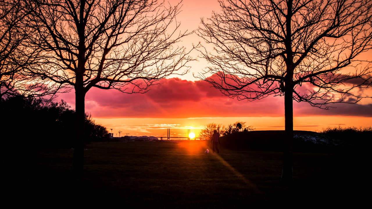 Силуэты деревьев на фоне яркого солнца