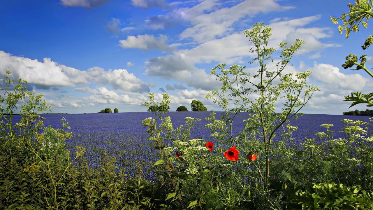 Вид на поле с голубыми цветами под красивым голубым небом с белыми облаками