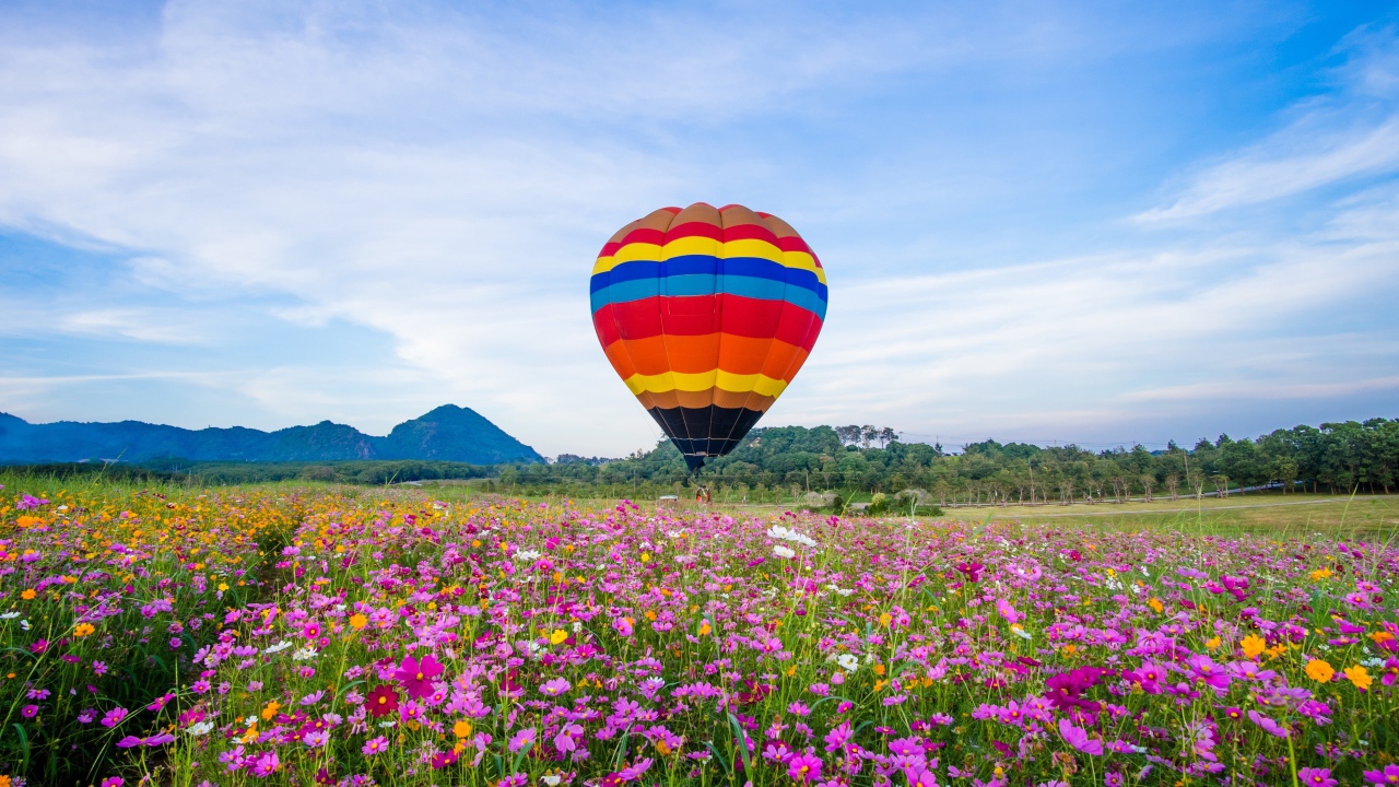 Воздушный шар над полем цветущей космеи под голубым небом