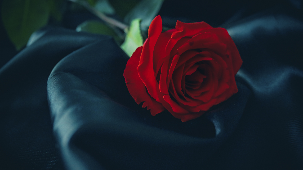 Красивая красная роза лежит на черном покрывале