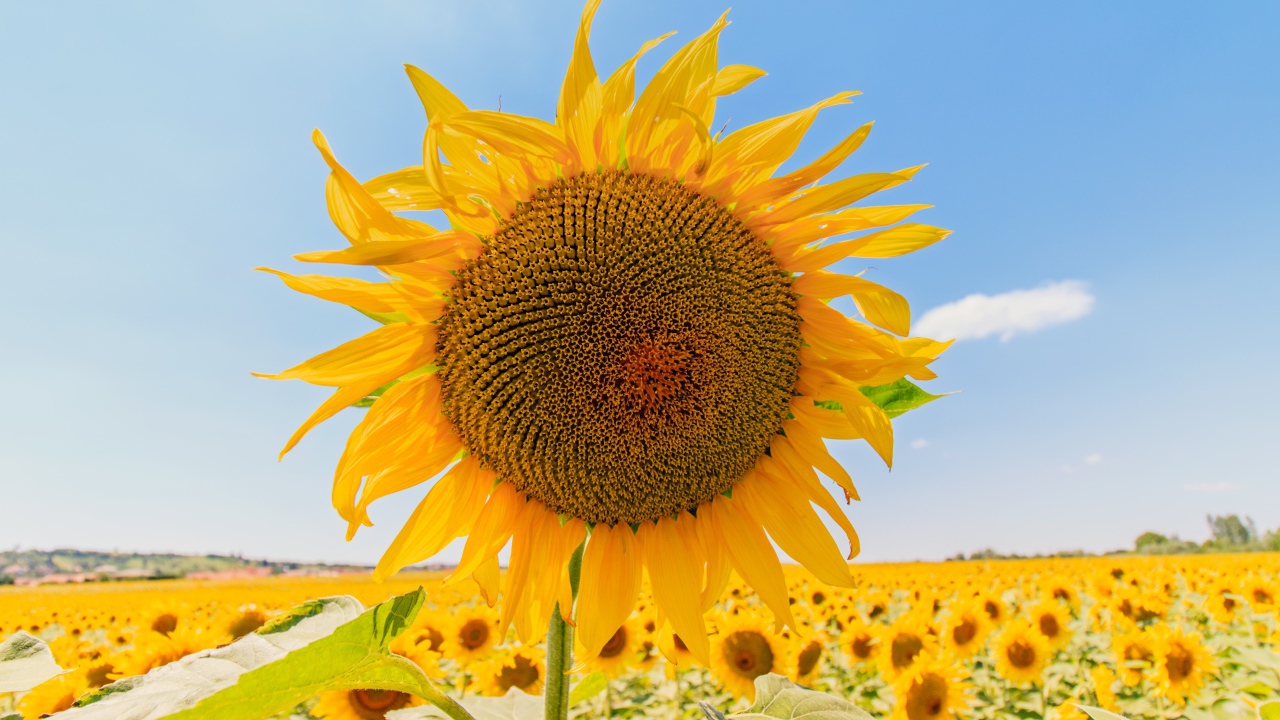 Цветущий подсолнух под голубым небом