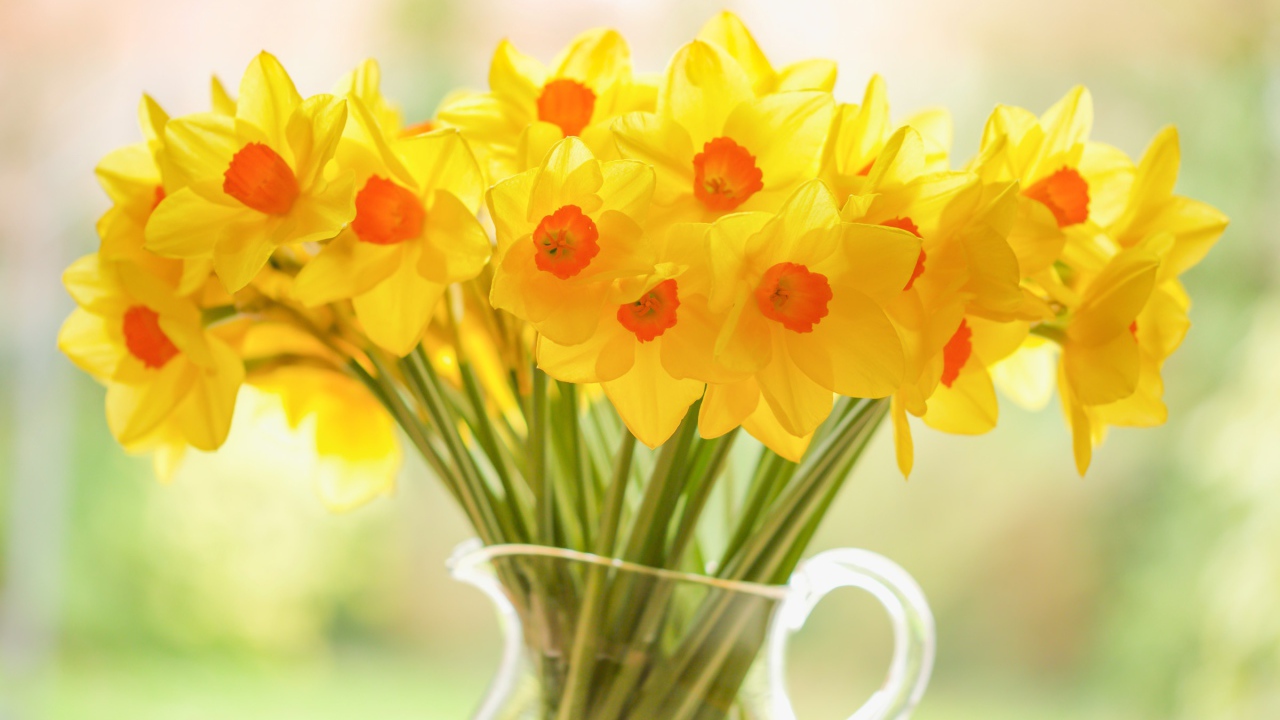 Букет желтых нарциссов в стеклянной вазе